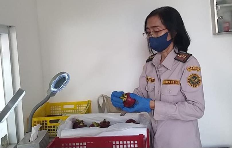 Jelang Imlek, Ekspor Manggis Bali ke Tiongkok Meningkat Signifikan