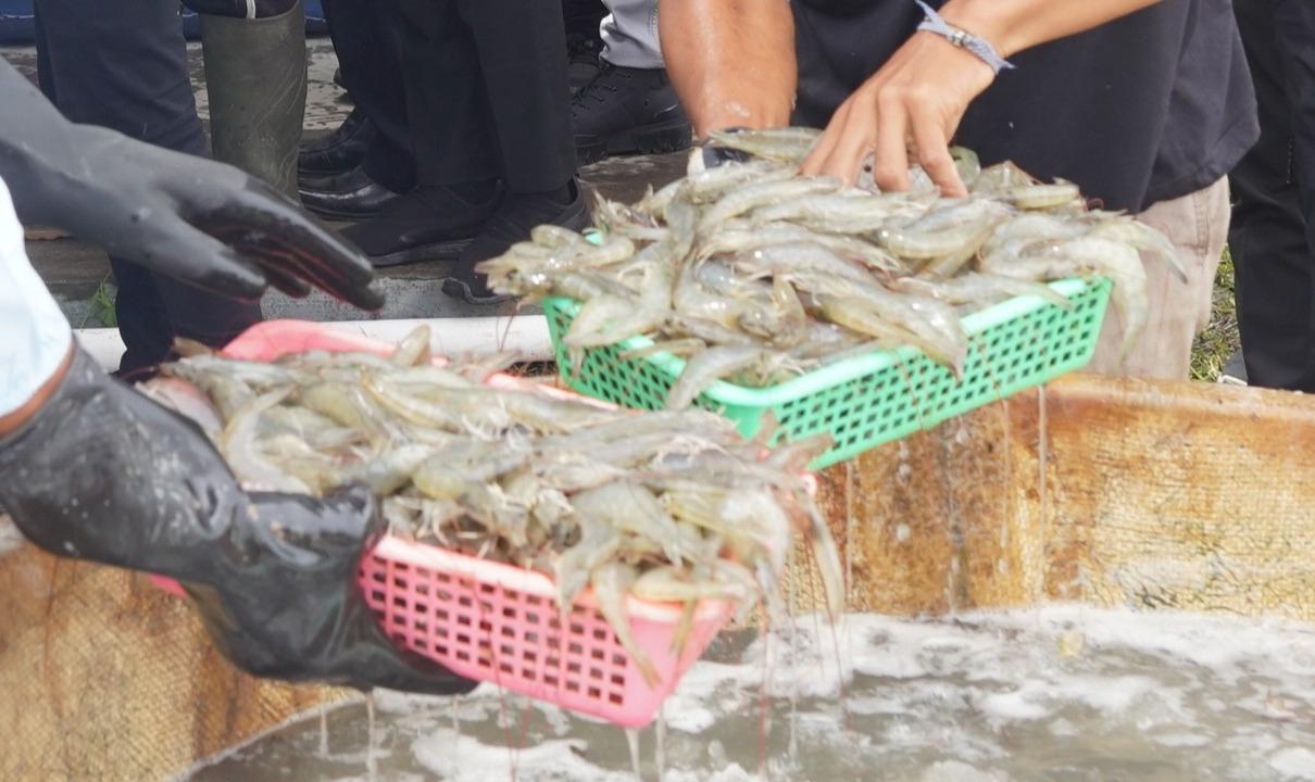 Penguatan Rantai Pasok Ekspor Udang Sumsel, Barantin Dukung Perkuat Ekosistem Daerah