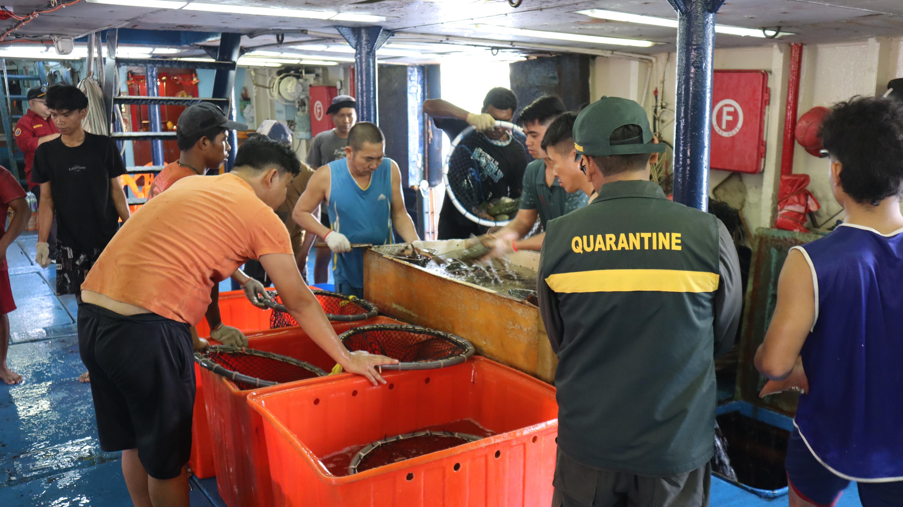 Karantina Maluku Awasi Ekspor 15.133 Ekor Ikan hidup ke Hong Kong