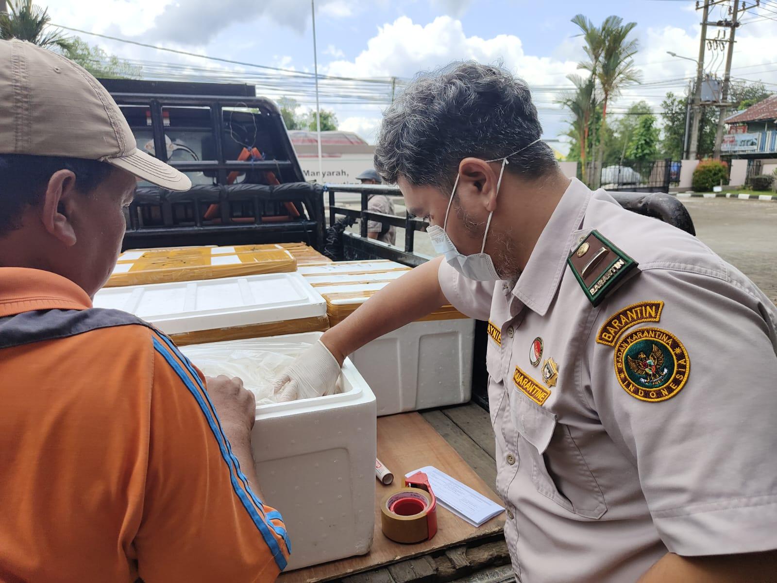 Karantina Pastikan Udang Pink Kupas Segar Aman dan Layak Konsumsi Sebelum Dikirim