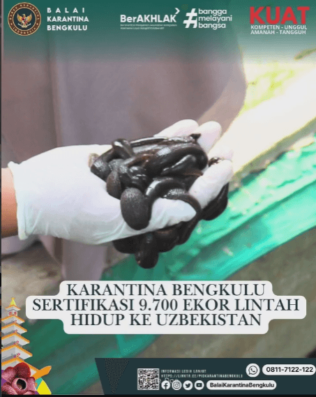 Karantina Bengkulu Sertifikasi 9.700 Ekor Lintah Hidup Ke Uzbekistan