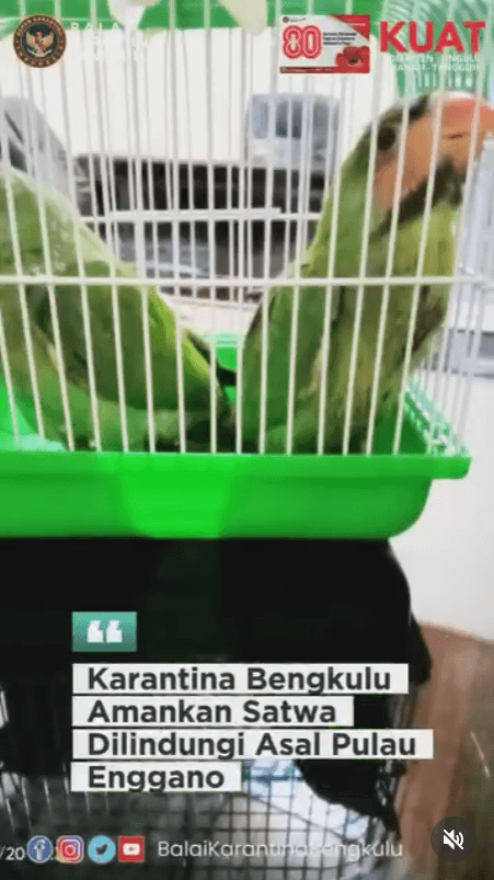 Karantina Bengkulu Amankan Satwa Dilindungi Asal Pulau Enggano