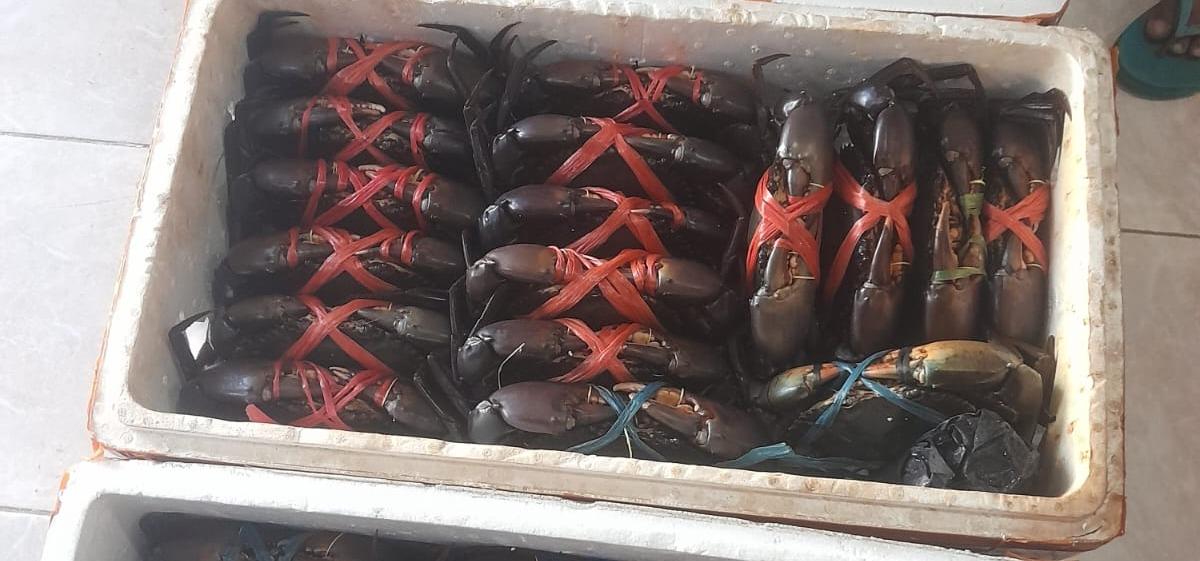 Karantina Sumsel Pastikan 130 Ekor Kepiting Bebas WSSV Tujuan Batam