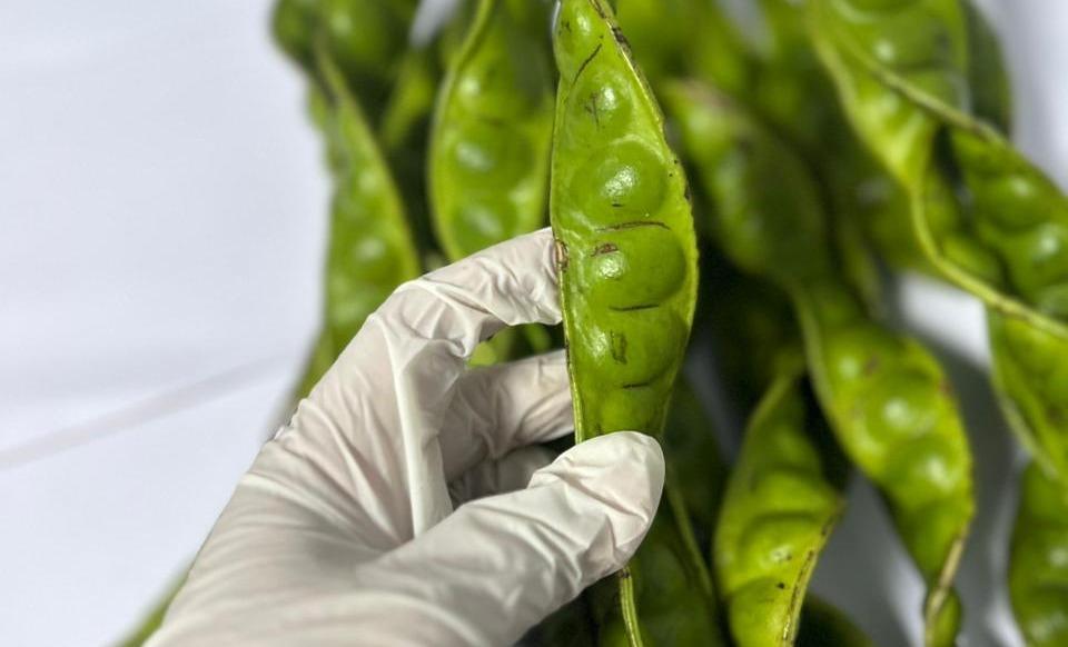 1,1 Ton Petai Sumsel Tembus Malaysia, Karantina Pastikan Bebas Life Insect