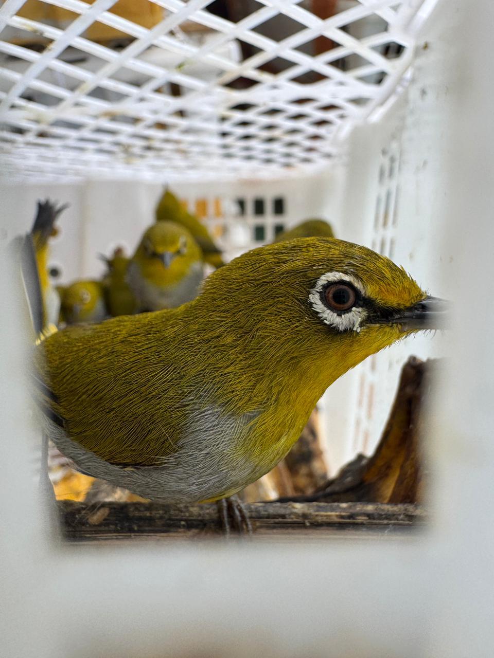 1.320 Burung Tanpa Dokumen Digagalkan Keluar dari Lampung, 111 Dilindungi