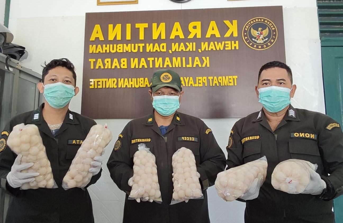 Karantina Kalbar Gagalkan Penyelundupan 502 Telur Penyu