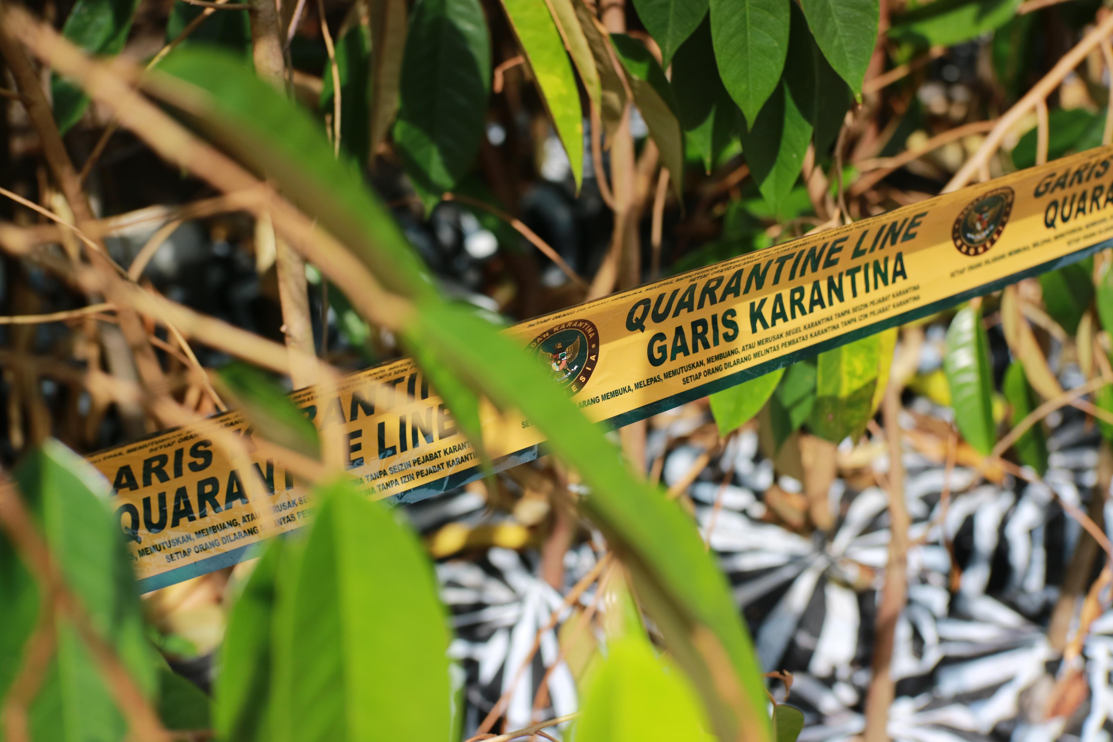 Ratusan Bibit Tanaman Tanpa Dokumen Karantina Dimusnahkan