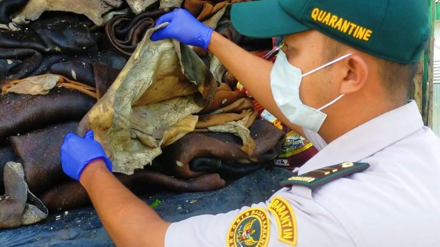 Kulit Sapi Aman, Distribusi Lancar : Karantina Papua Tengah Bertindak