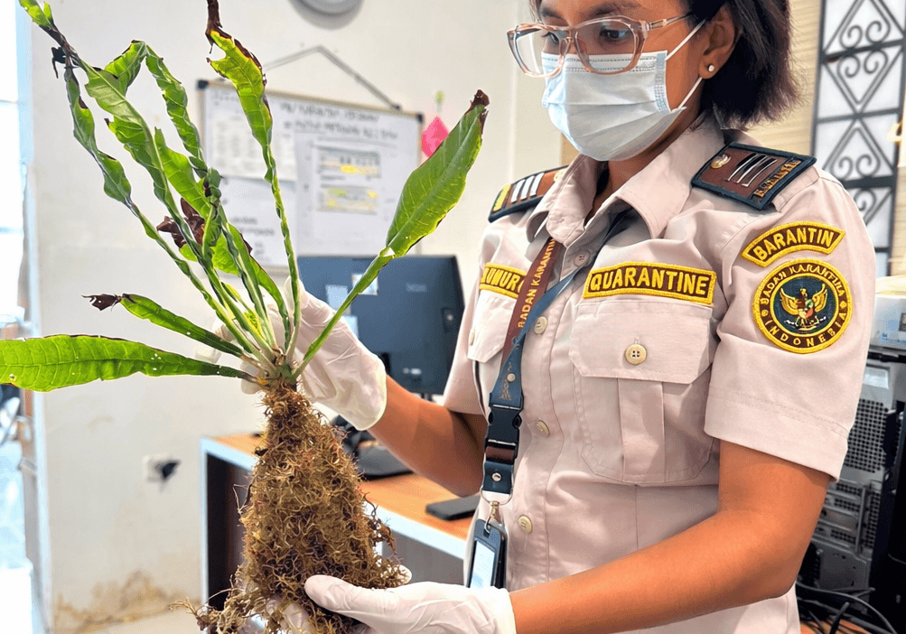 Tanaman Hias Berkhasiat Mau ke Bandung? Karantina Pastikan Aman Dulu!