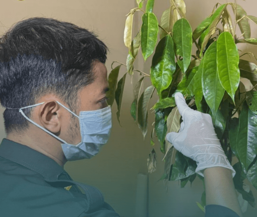 Pastikan Bebas OPTK, Karantina Sulbar Periksa Bibit Sawit dan Durian Sebelum Berlayar