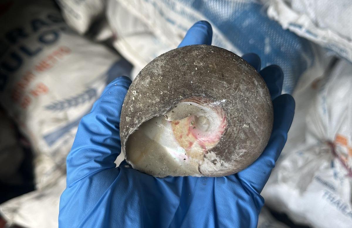 Karantina Maluku Periksa 13 Ton Kerang Lola Tujuan Jakarta