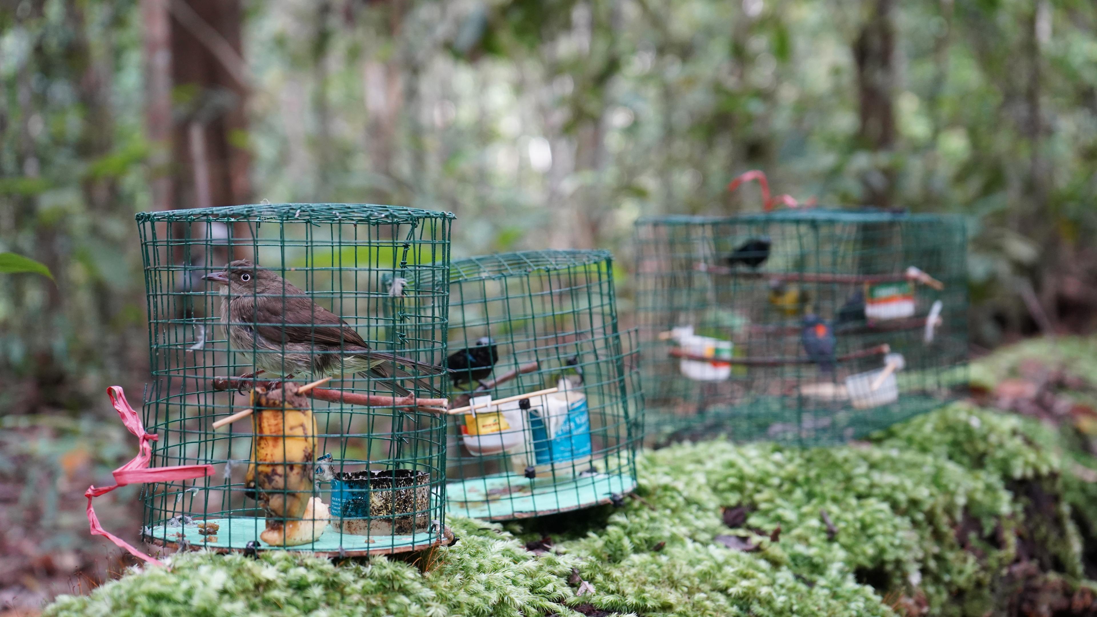 Karantina Jambi Gagalkan Pengiriman Burung Tanpa Dokumen