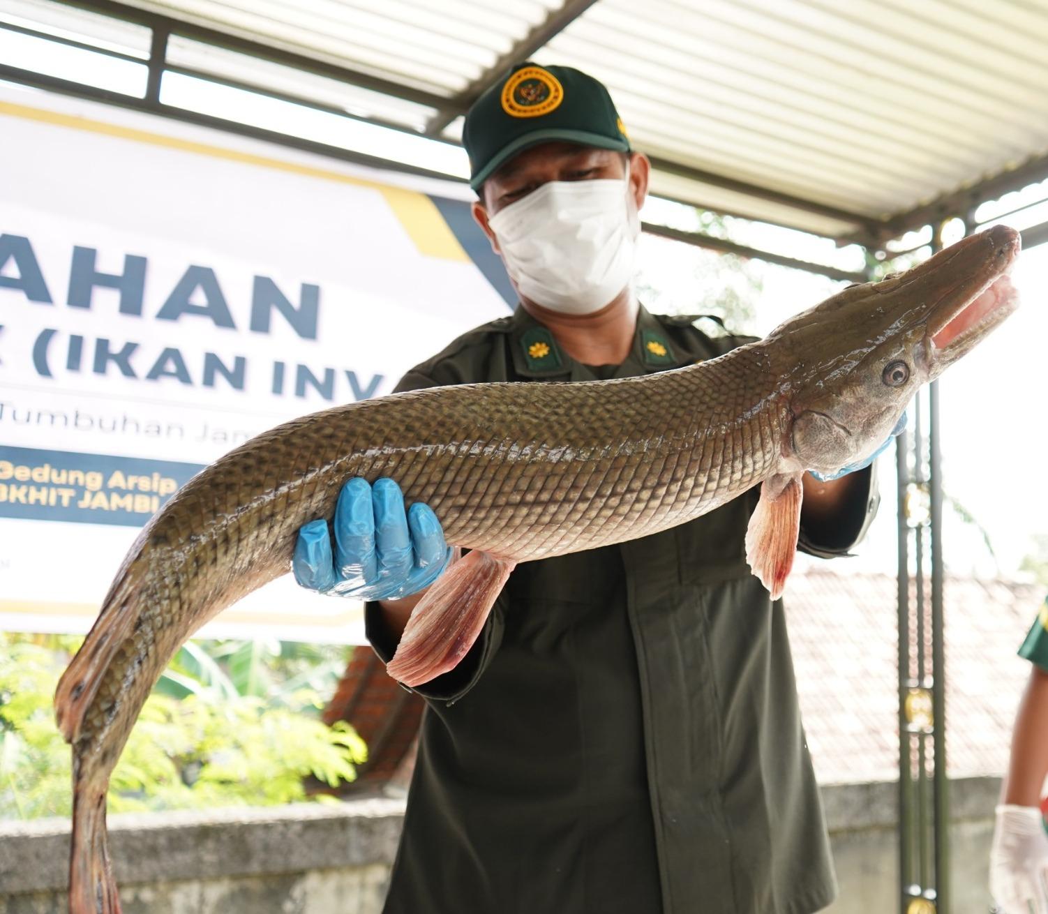 Lindungi Ekosistem, Karantina Jambi Musnahkan Ikan Sapu-sapu dan Aligator Gar