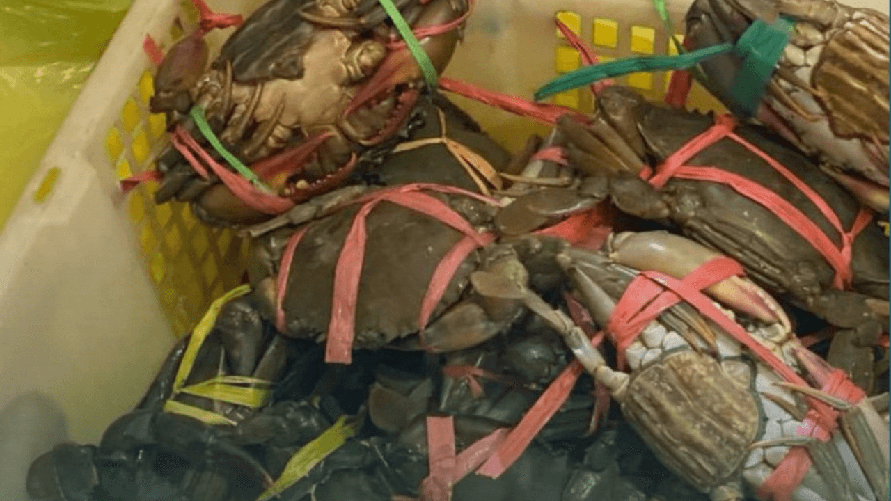 Tanpa Dokumen, Karantina Sulbar Tahan Kepiting Bakau di Pelabuhan Feri Simboro Mamuju