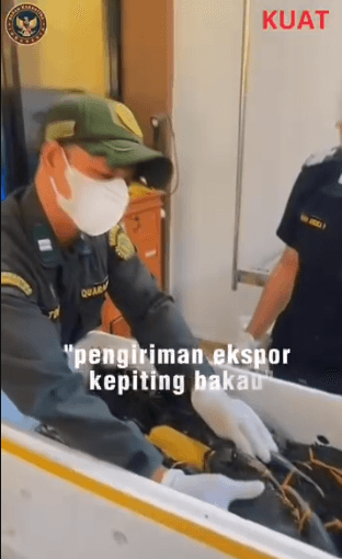 Karantina Bengkulu Jamin Keamanan Pangan dalam Ekspor Perdana Kepiting Bakau Tujuan Singapura