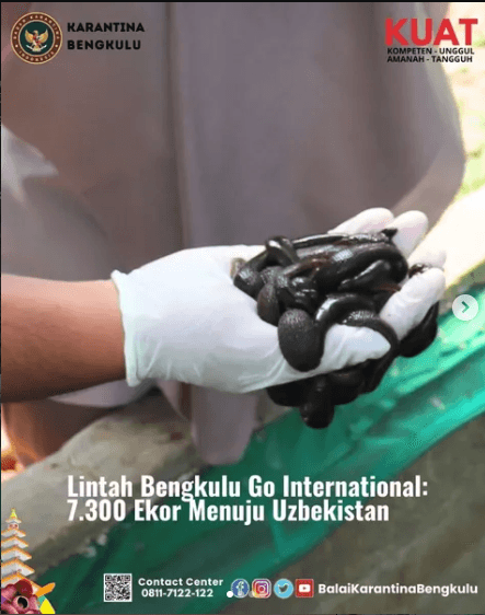 Lintah Bengkulu Go International: 7.300 Ekor Menuju Uzbekistan