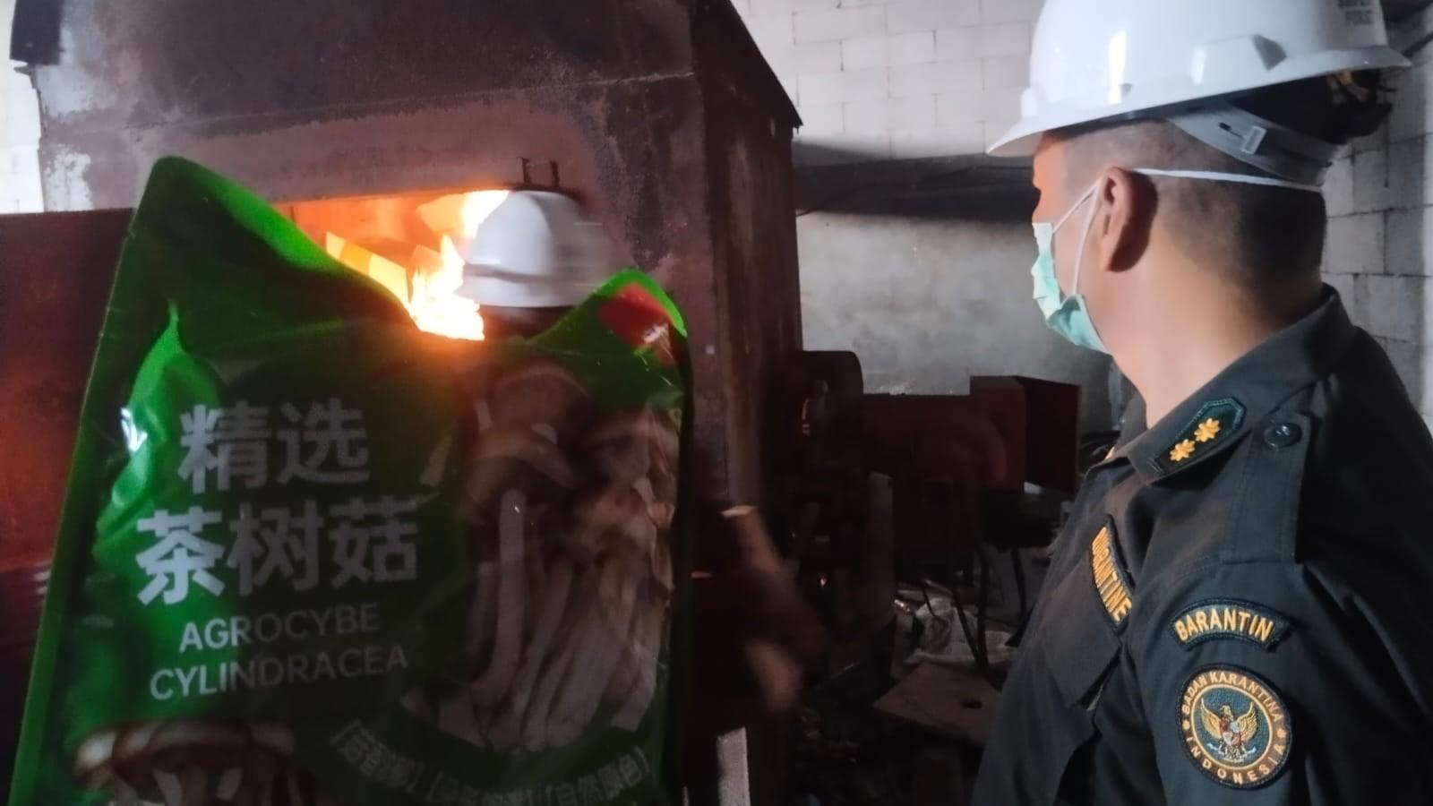 Tidak Memenuhi Aturan, Jamur Impor Asal Cina Dimusnahkan