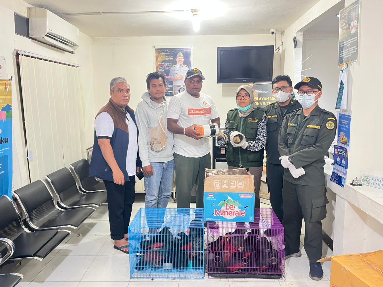 Gagal Ikut Mudik: Karantina Papua Amankan Puluhan Ekor Burung Dilindungi di KM. Gunung Dempo 