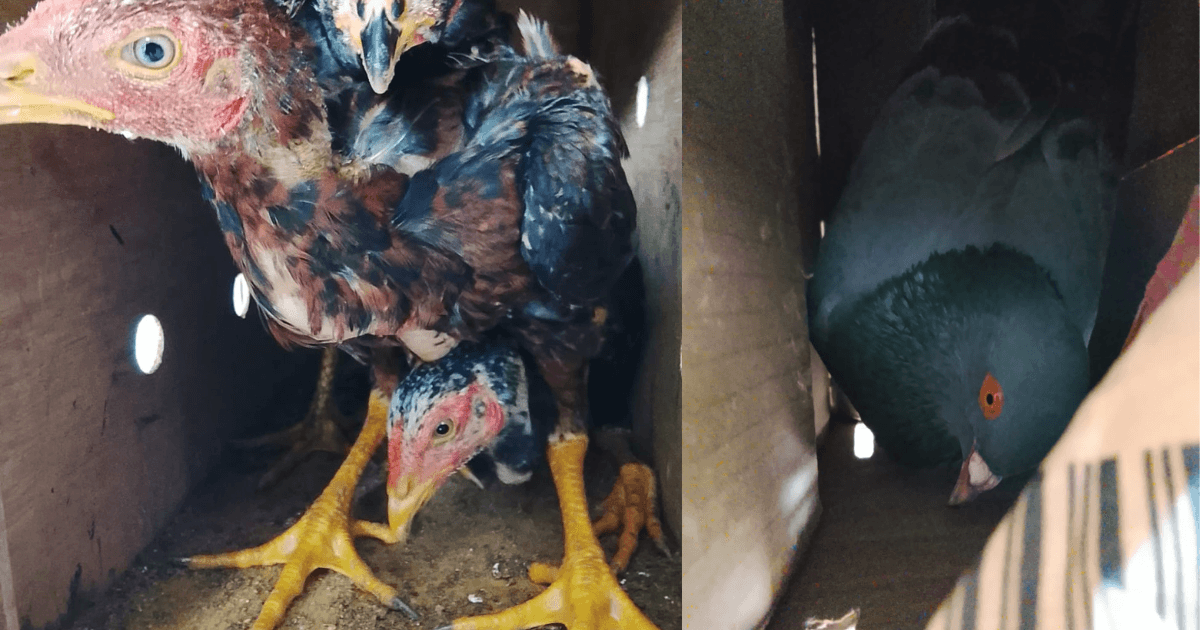 Karantina Sulawesi Utara Kembali Gagalkan Penyelundupan Ayam dan Merpati Ke Maluku Utara