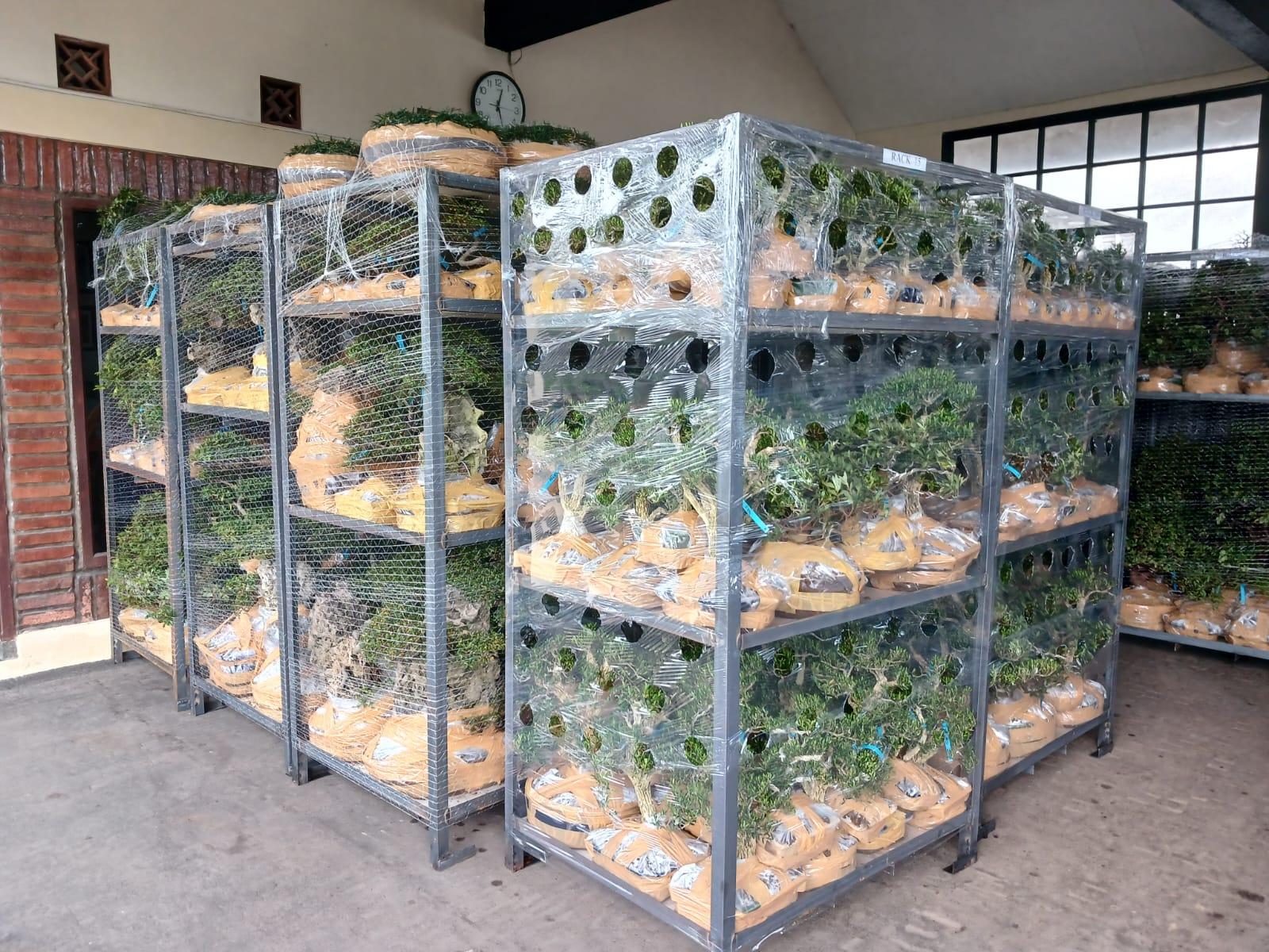 Karantina Jateng Kembali Kawal Ribuan Pohon Bonsai Meroket ke Benua Eropa