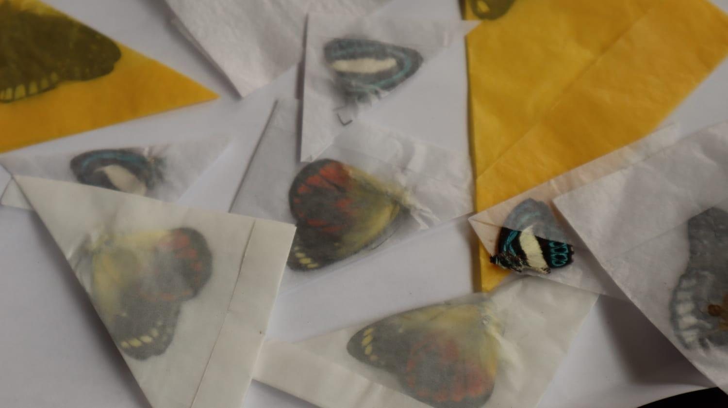 Barantin Amankan 900 Satwa Liar di Kargo Bandara Pattimura