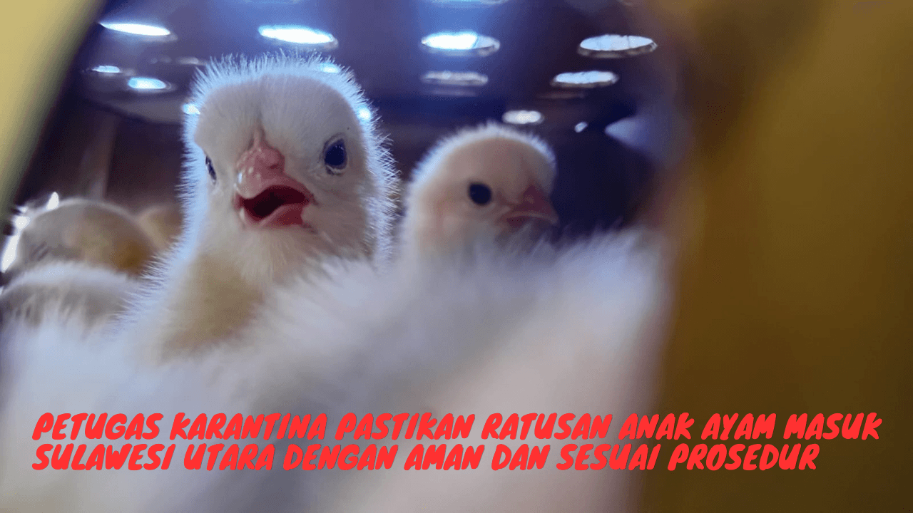 Petugas karantina pastikan ratusan anak ayam masuk sulawesi utara dengan aman dan sesuai prosedur