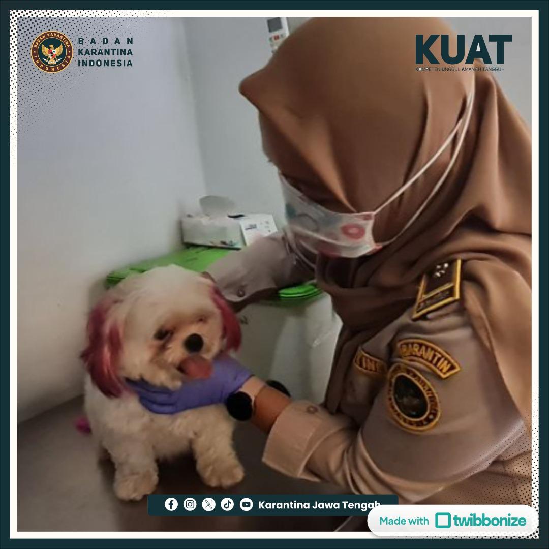 Dinyatakan Sehat, Hewan Kesayangan Bertolak ke Luar Jateng