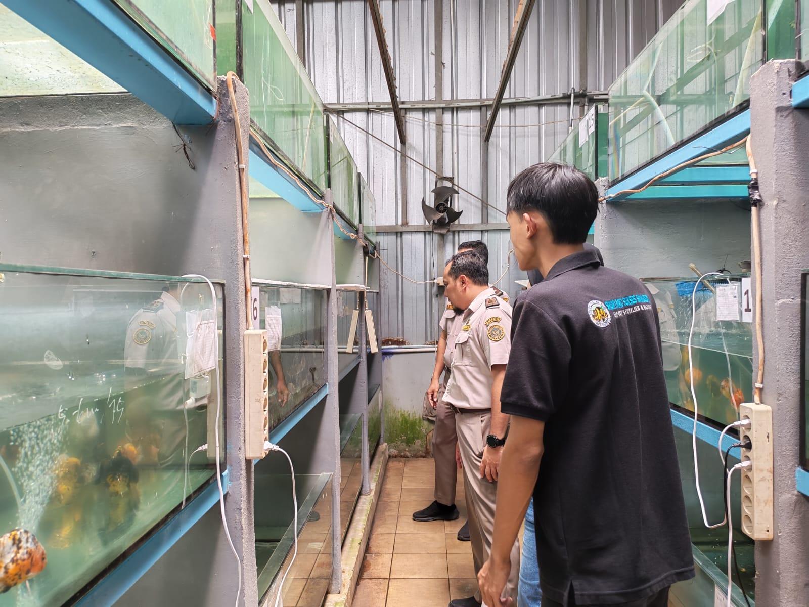 Kualitas Ikan Hias Dijaga Sesuai Standar Nasional dan Internasional