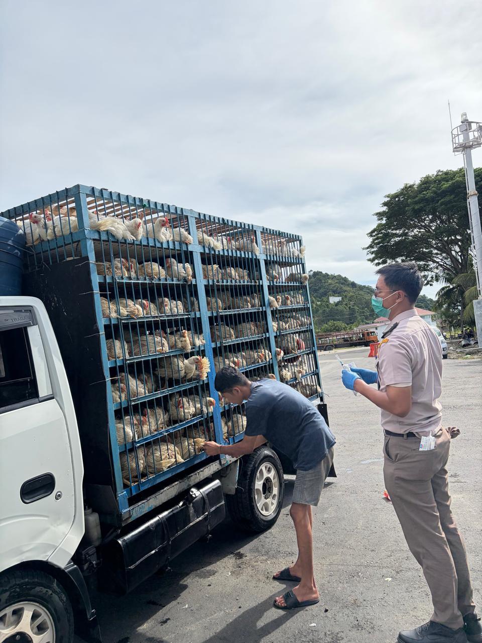 1.500 Ekor Ayam Asal Sulsel Bebas Masuk Wilayah Sultra
