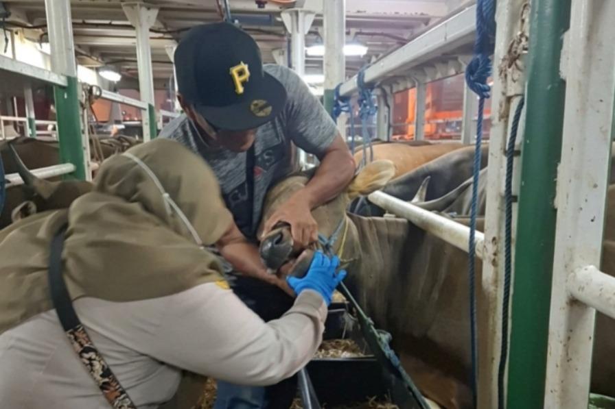 Sapi Asal NTB Tiba di Tanjung Priok untuk Idul Adha: Karantina Pastikan Semua Bebas Penyakit