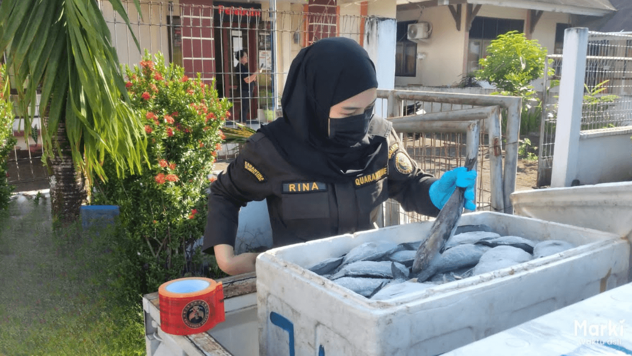 Pastikan Ikan-ikan Segar dan Udang aman di kirim antar pulau jangan lupa lapor karantina !