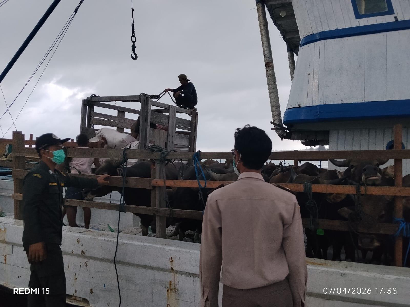 Pengawasan Ketat Karantina Maluku, 154 Ekor Ternak Dikirim ke Timika