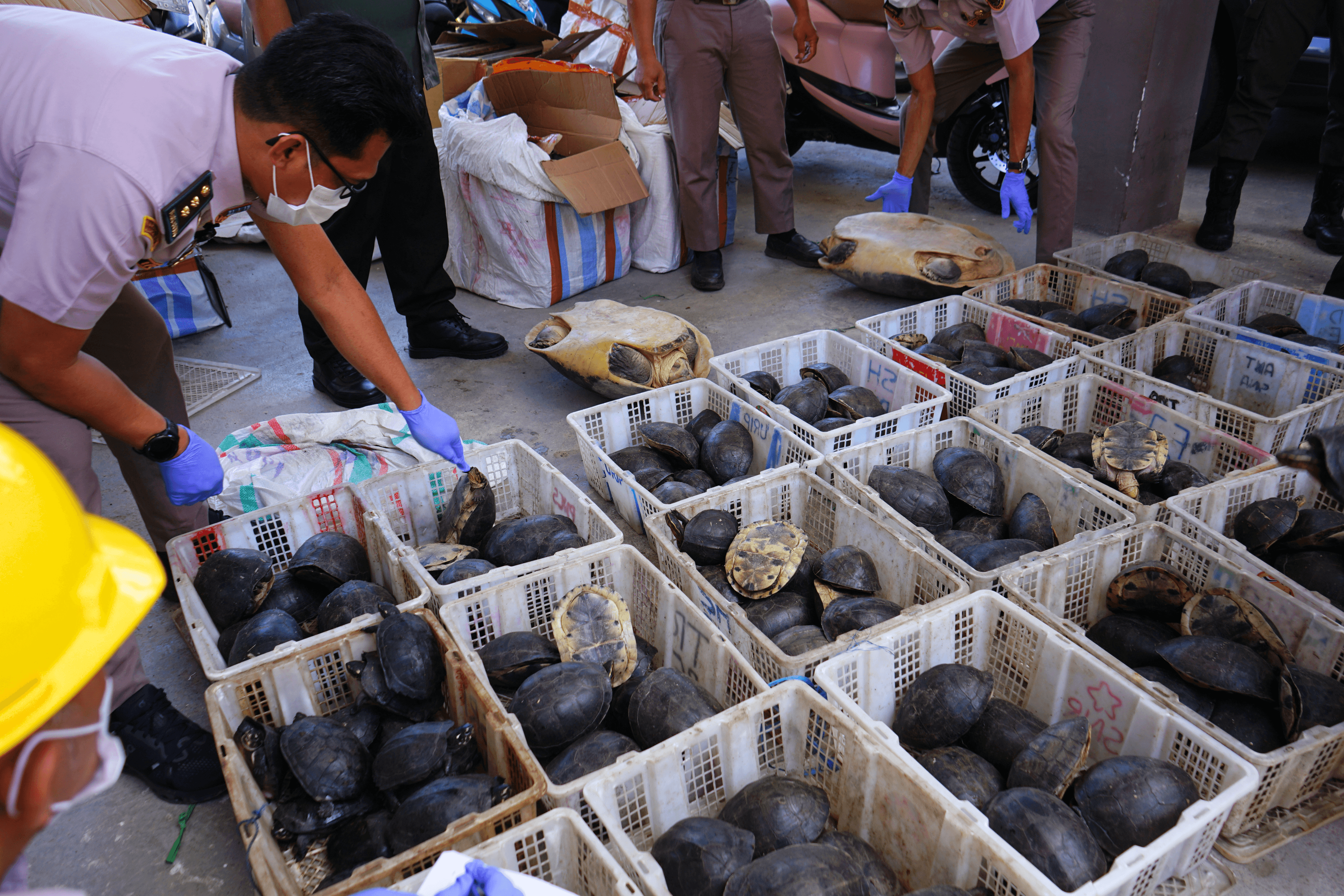 Disamarkan dalam Bentuk Paket, Ratusan Ekor Kura-Kura Dilindungi Berhasil Diamankan