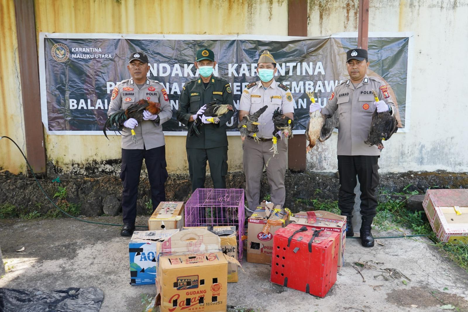 Tindak Tegas, 20 Ekor Unggas Ilegal Dimusnahkan