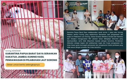 KARANTINA PAPUA BARAT DAYA SERAHKAN KAKATUA JAMBUL KUNING HASIL PENGAWASAN DI PELABUHAN LAUT SORONG