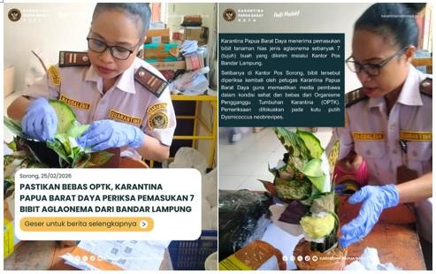 PASTIKAN BEBAS OPTK, KARANTINA PAPUA BARAT DAYA PERIKSA PEMASUKAN 7 BIBIT AGLAONEMA DARI BANDAR LAMPUNG