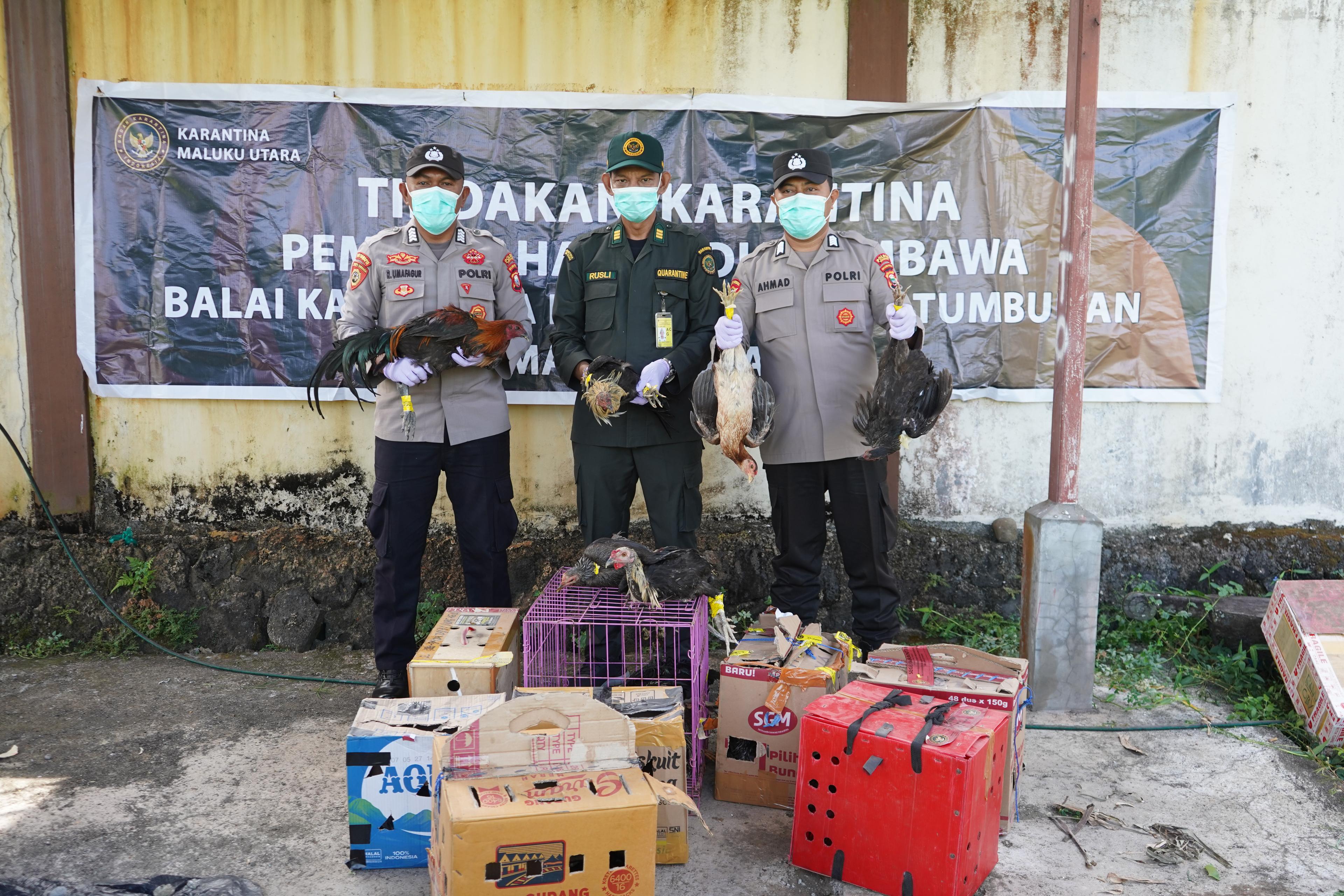 Tindak Tegas, 20 Ekor Unggas Ilegal Dimusnahkan