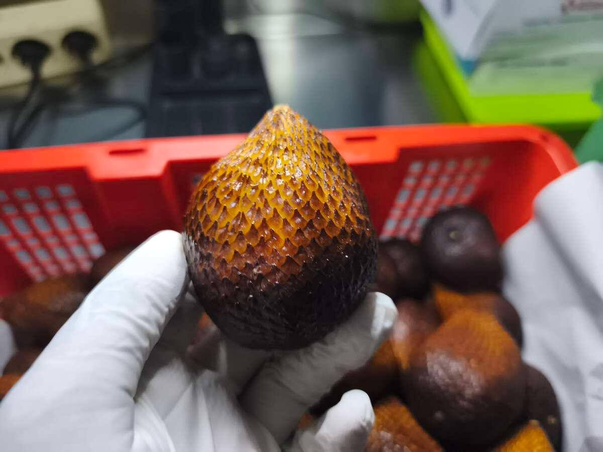 Dari Buah Tradisional Jadi Komoditas Global, Salak Indonesia Tembus China