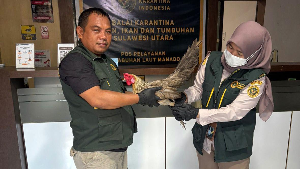 Petugas Karantina Sulawesi Utara Gagalkan  Pengiriman Ilegal Ayam Hidup Ke Ternate