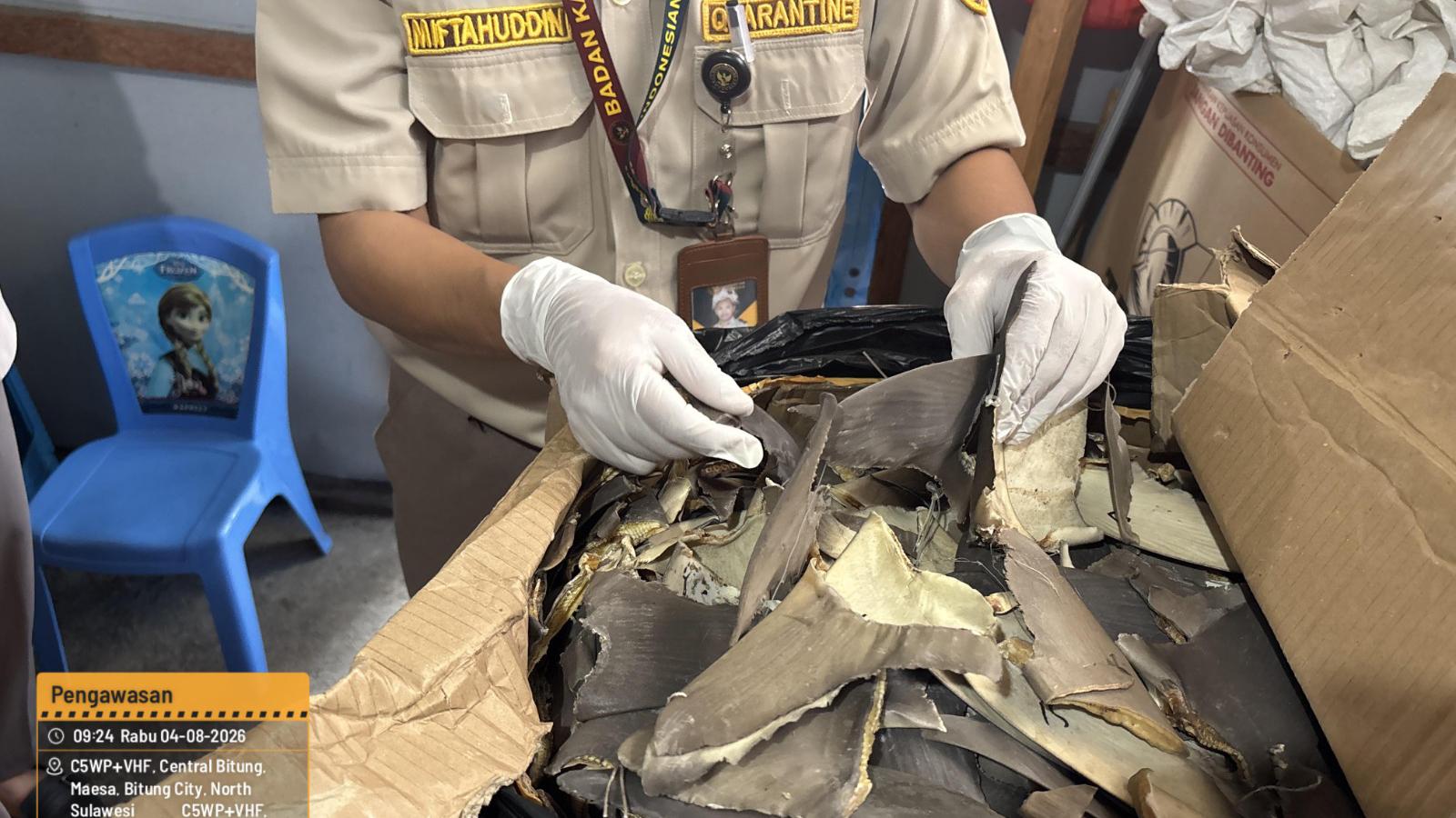 Petugas Karantina Sulawesi Utara Pastikan Pengiriman 241 Kilogram sirip hiu ke Surabaya patuhi regulasi