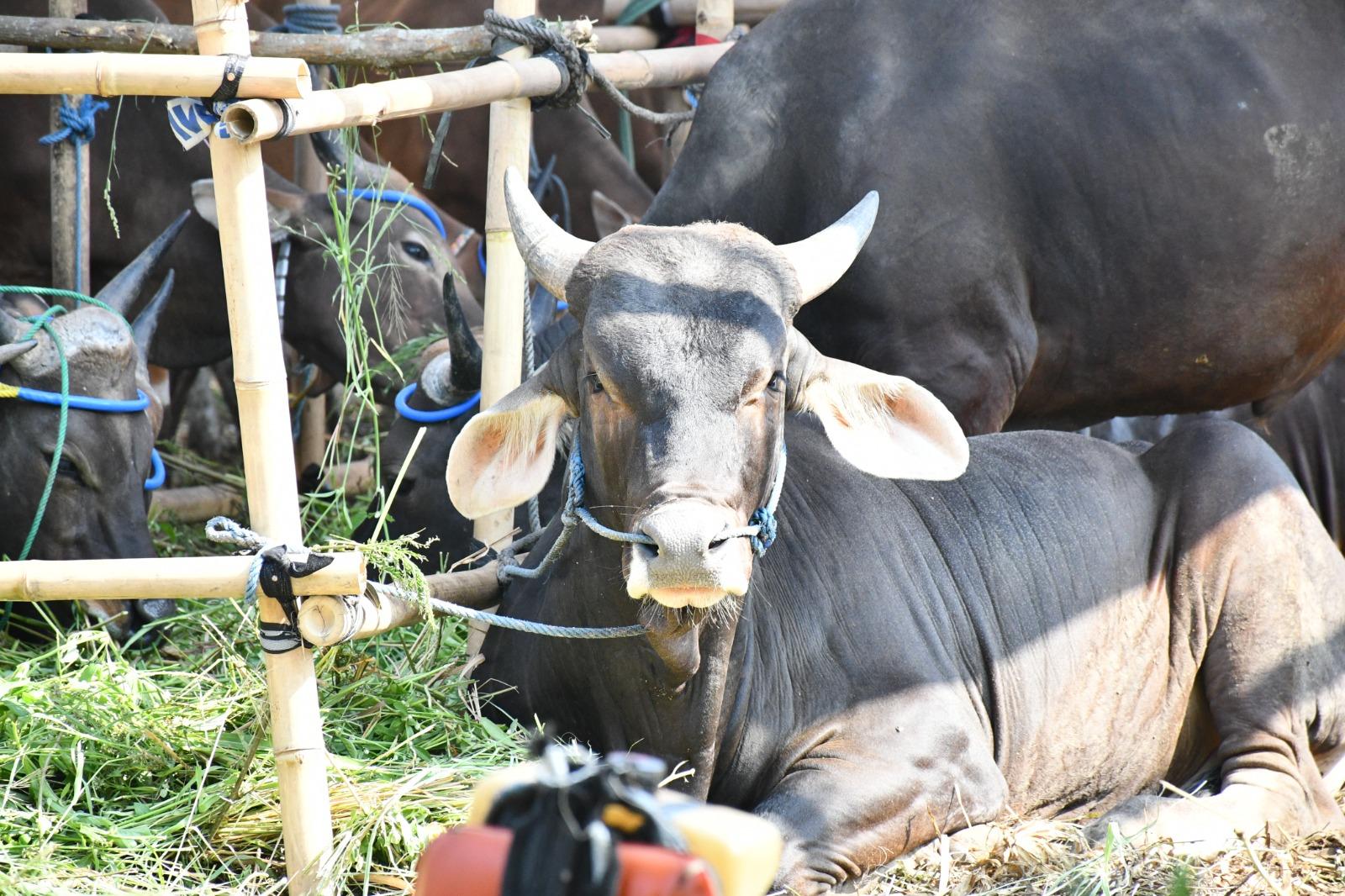 Karantina DKI Jakarta Perkuat Pengawasan Hewan Kurban