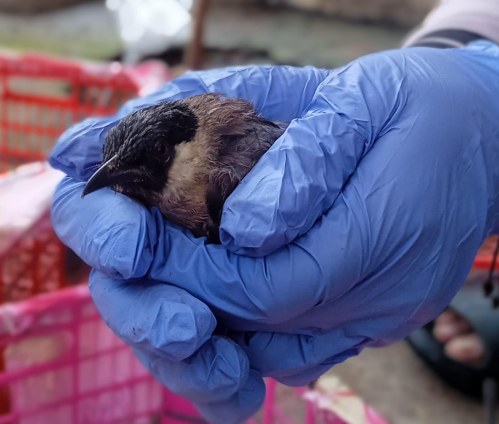 Penyelundupan Satwa di Bakauheni Terungkap Lagi, Modus Bus Penumpang Masih Terjadi