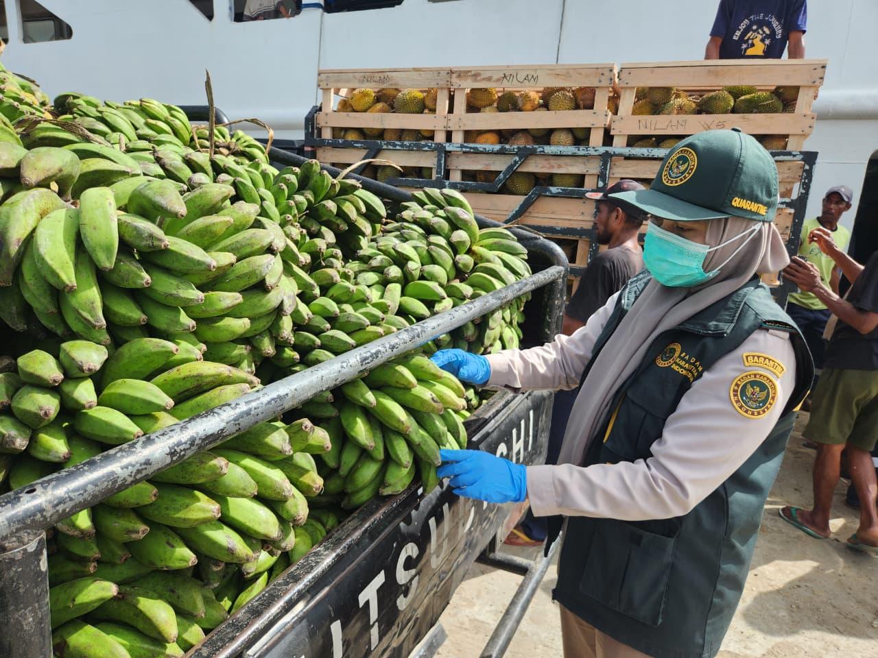 Karantina Kobisadar Kawal Ketat Pengiriman Pisang