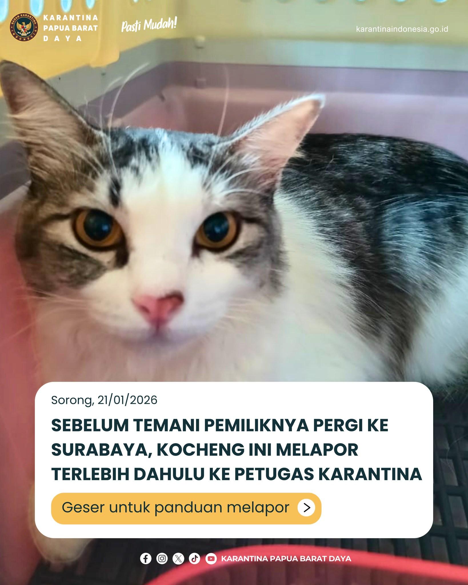 KOCHENG INI MELAPOR TERLEBIH DAHULU KE PETUGAS KARANTINA