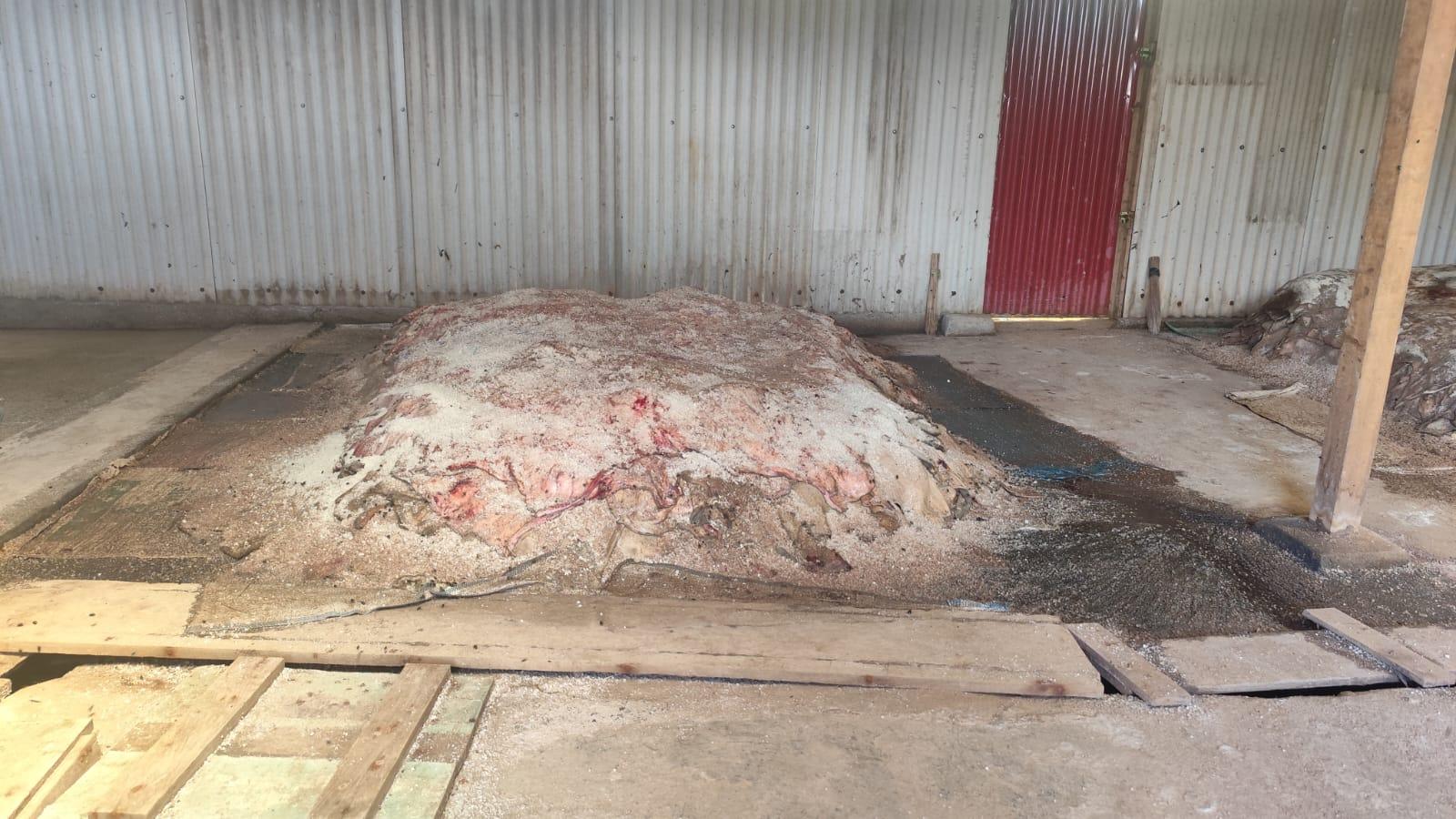Jamin Keamanan Komoditas, Karantina Papua Selatan Periksa 21 Ton Kulit Sapi ke Magetan