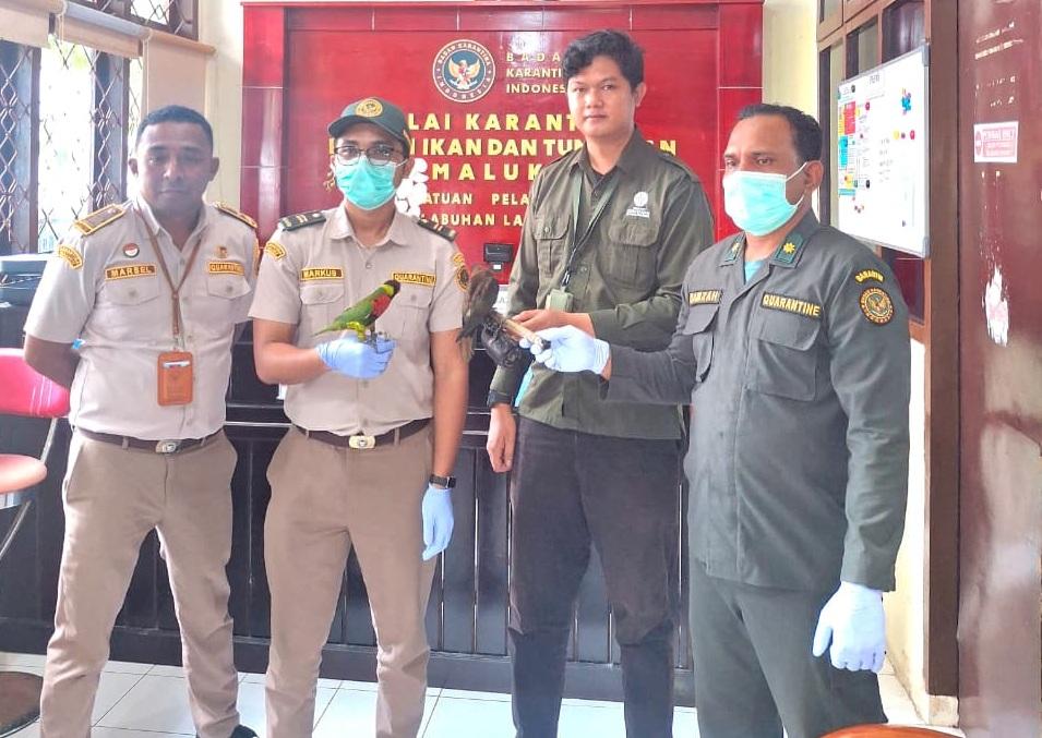 Karantina Maluku Serahkan Dua Ekor Burung Nuri Dilindungi ke BKSDA Tual