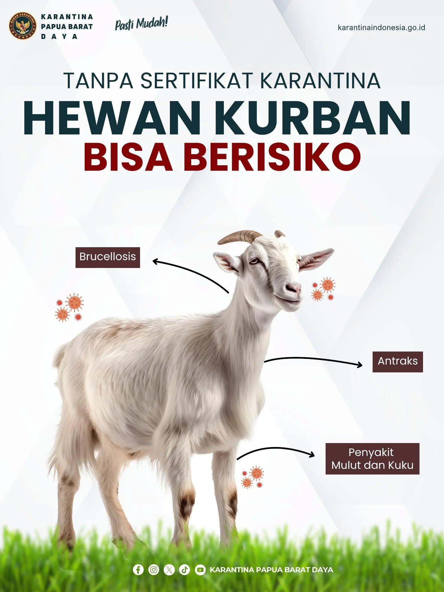 pemeriksaan karantina untuk hewan kurban menjelang idul adha