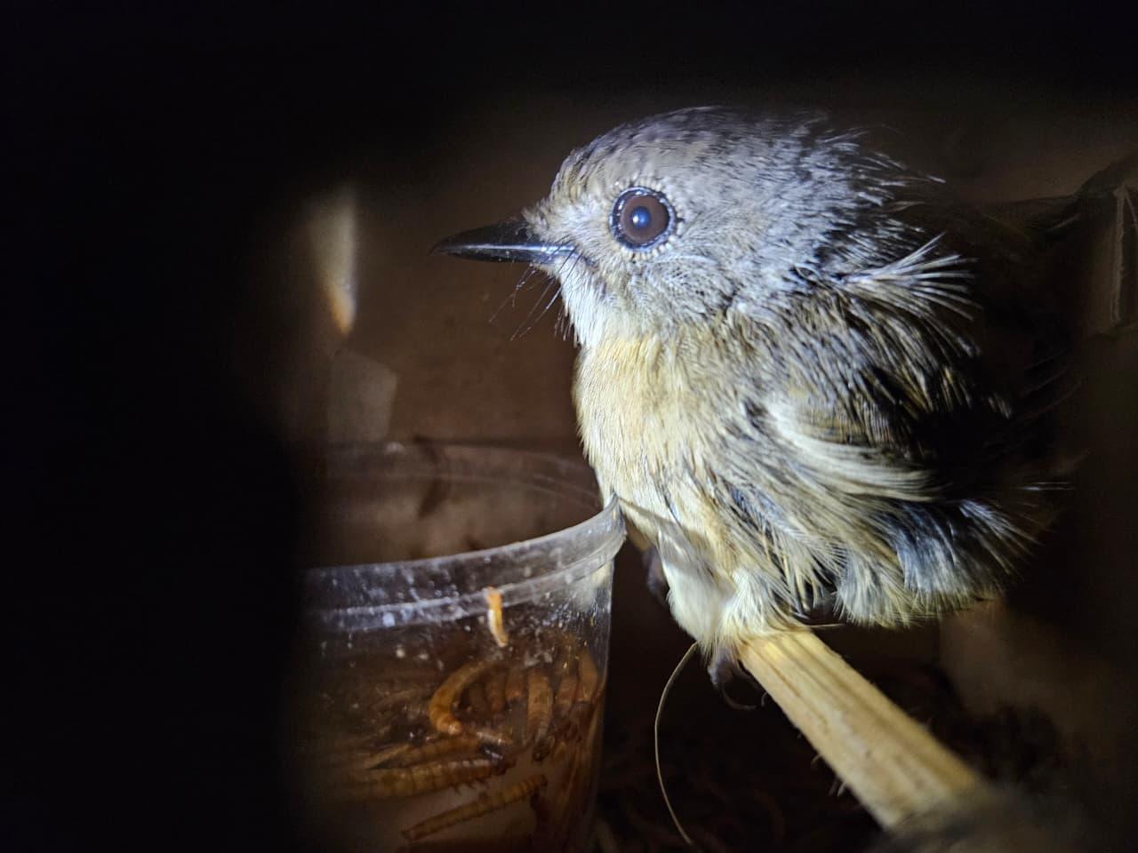 Upah Rp2 Juta, Sopir Bus Nekat Bawa 620 Burung ke Pulau Jawa Tanpa Dokumen Karantina
