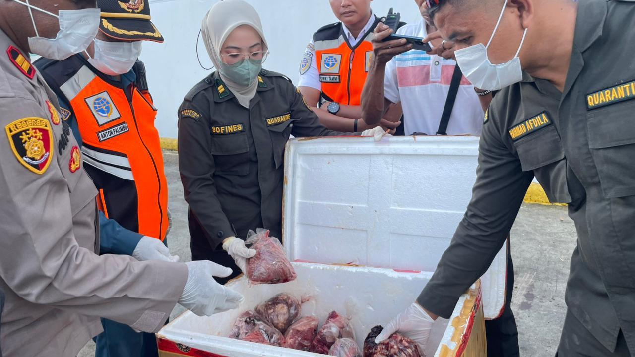 Karantina Papua Tolak 150 Kg Daging Sapi Ilegal Masuk ke Serui