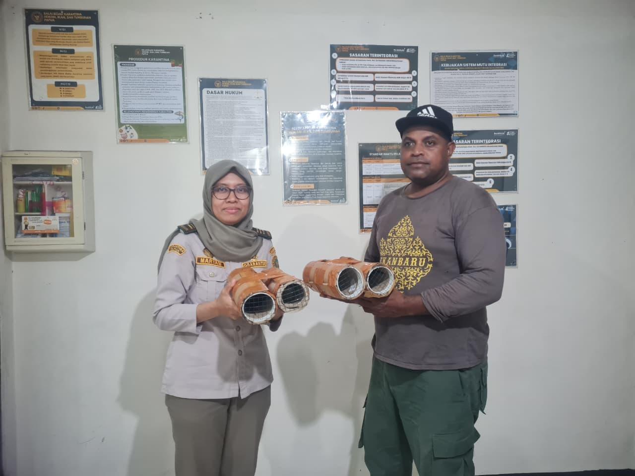 Karantina dan BBKSDA Papua Gagalkan Penyelundupan Burung Cenderawasih Mati-Kawat